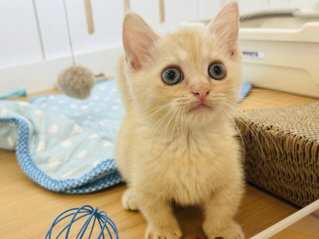 マンチカン