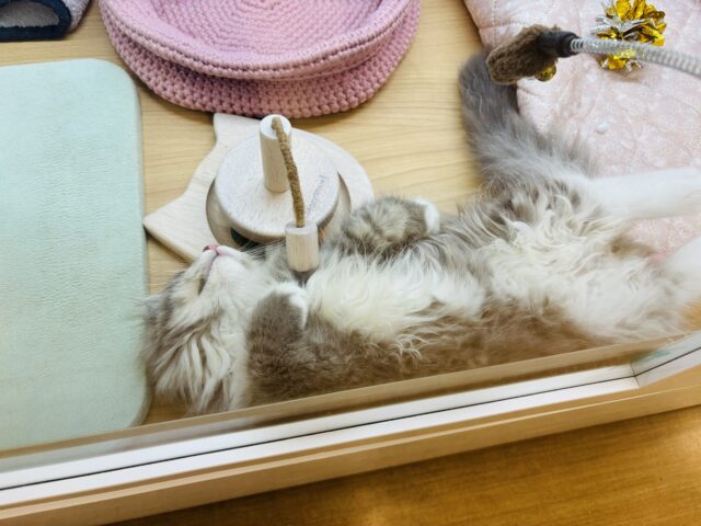 ラガマフィン