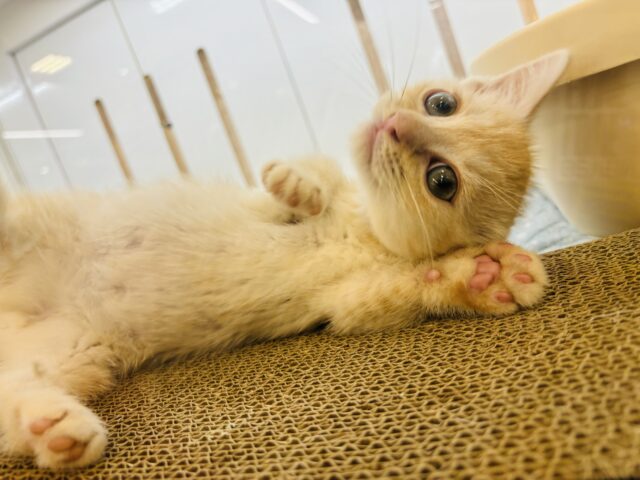 マンチカン