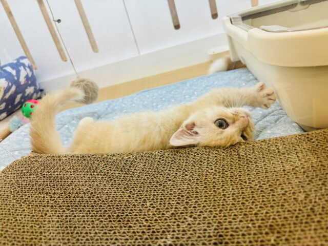 マンチカン