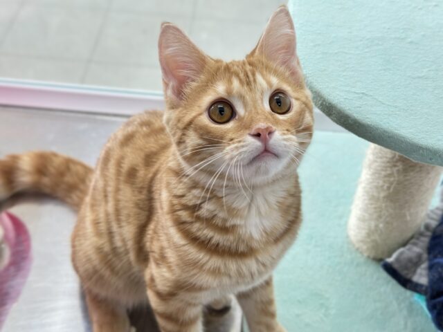 ジェネッタ