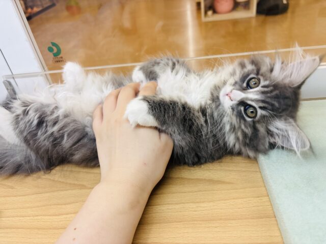 ラガマフィン