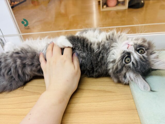 ラガマフィン