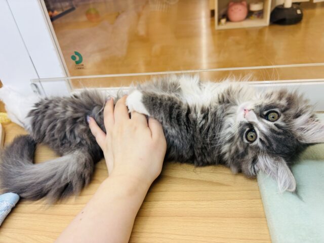 ラガマフィン