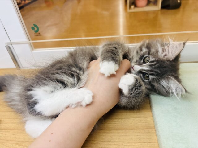 ラガマフィン