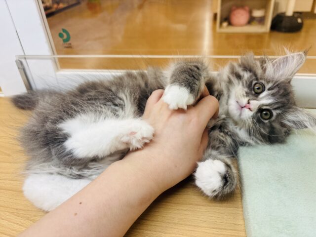 ラガマフィン