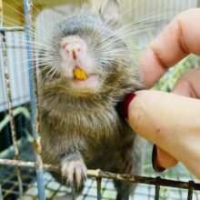 最新画像有ります‼️元気いっぱいなヤンチャガール💕甘々チョコレートカラーのデグー🍫