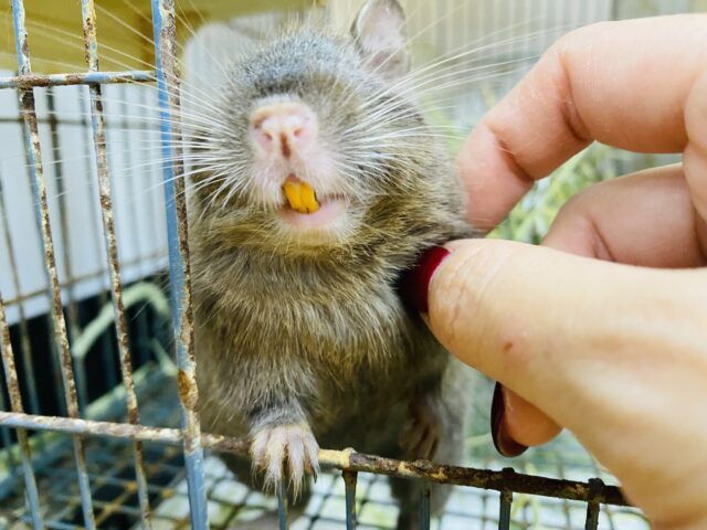 最新画像有ります‼️元気いっぱいなヤンチャガール💕甘々チョコレートカラーのデグー🍫