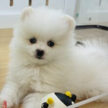 僕を見るとときめくらしいよ♡ポメラニアンくん！