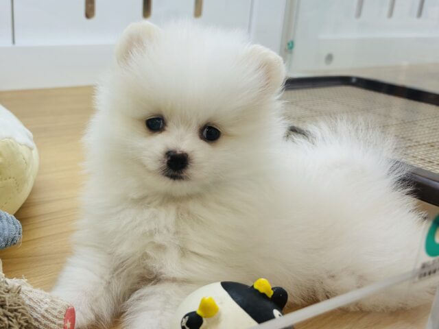 僕を見るとときめくらしいよ♡ポメラニアンくん！