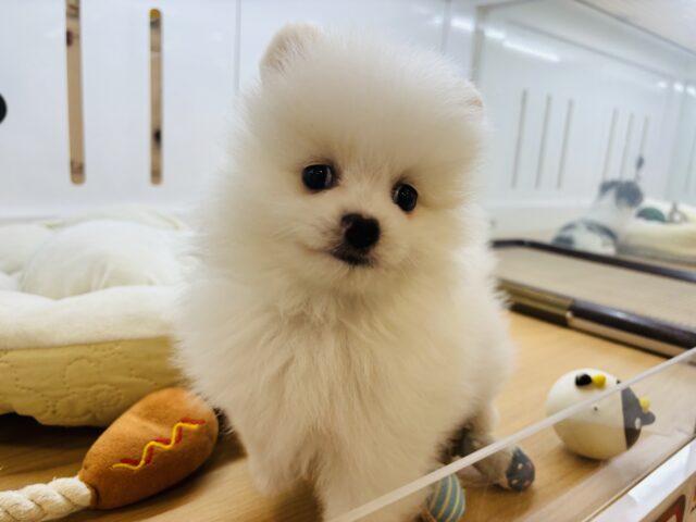 ポメラニアン