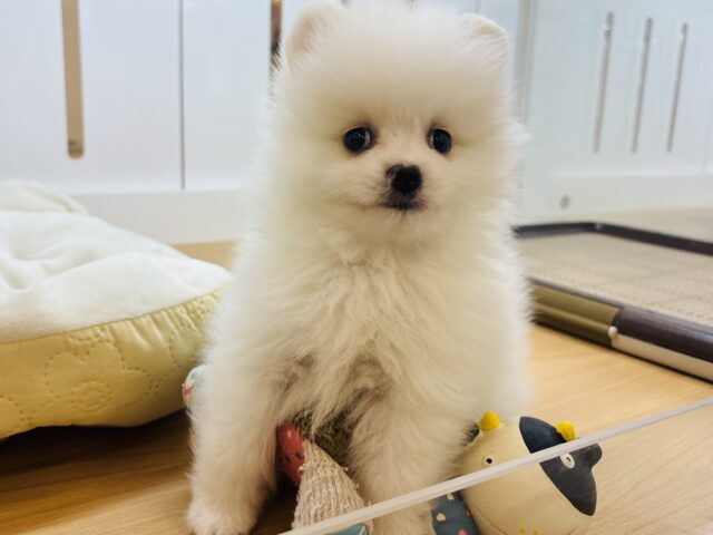 ポメラニアン