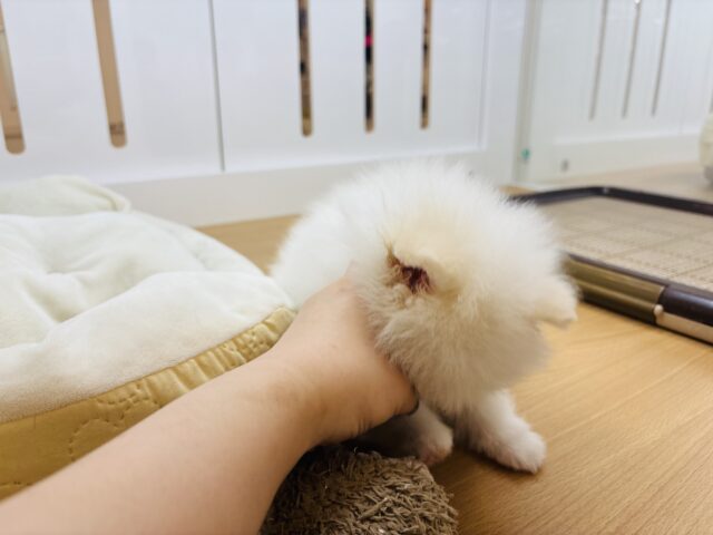 ポメラニアン