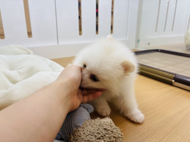ポメラニアン