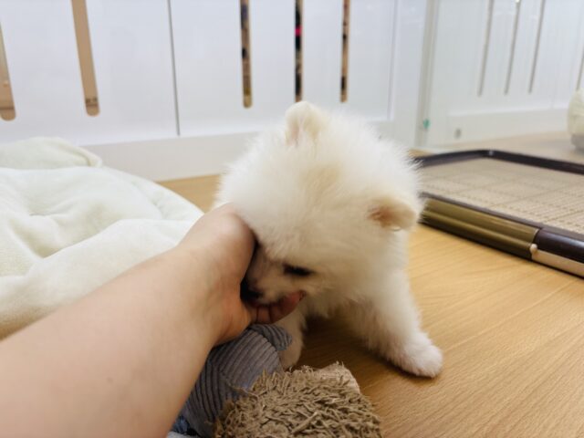 ポメラニアン