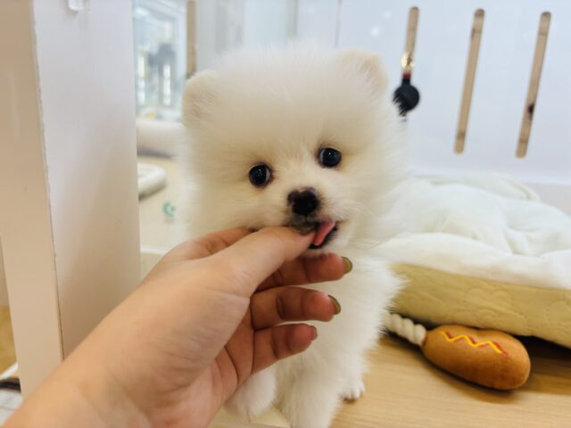 ポメラニアン