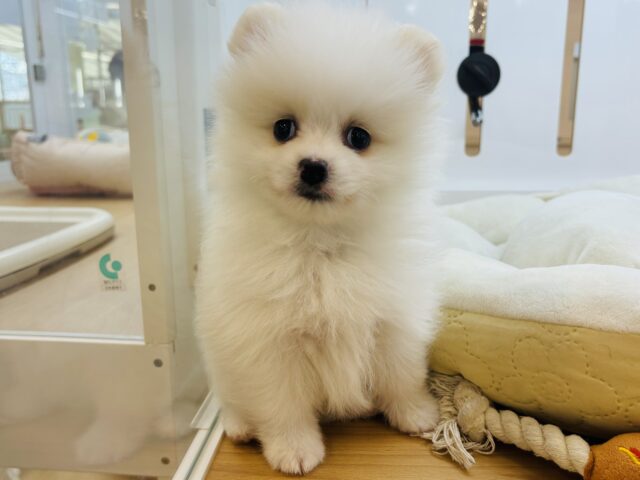 ポメラニアン