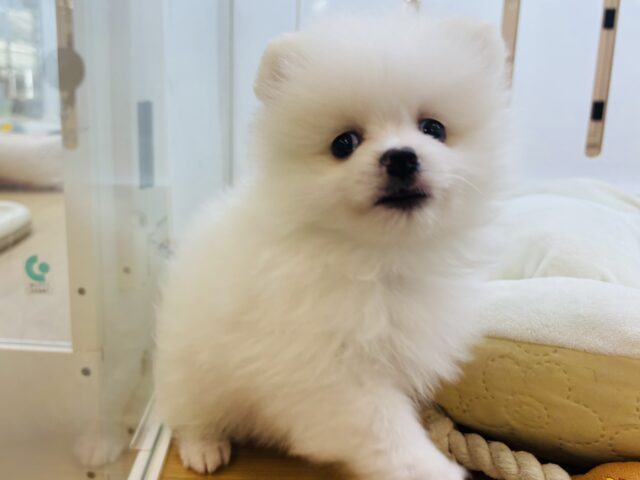 ポメラニアン
