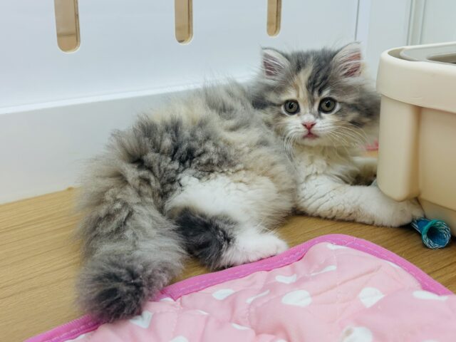 ミヌエット
