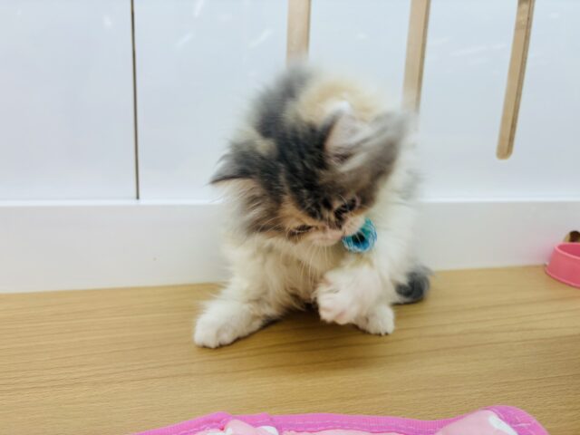 ミヌエット