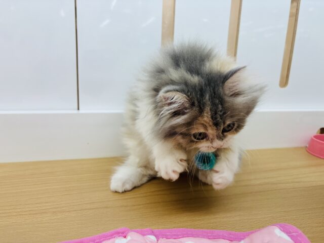 ミヌエット