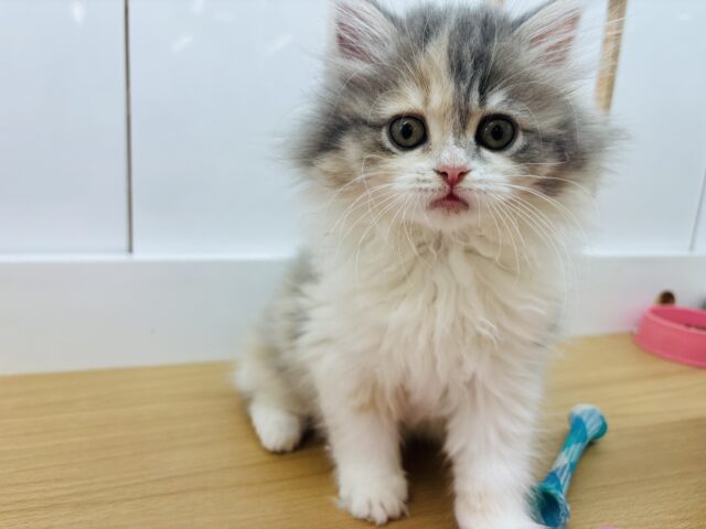 ミヌエット