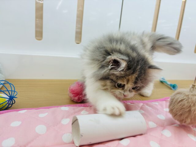 ミヌエット