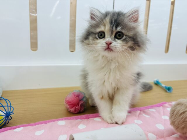 ミヌエット