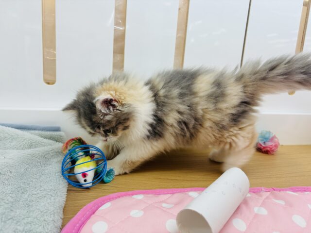 ミヌエット