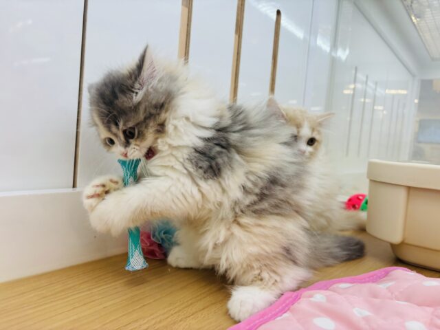 ミヌエット
