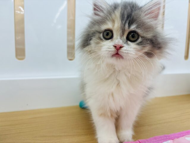 ミヌエット