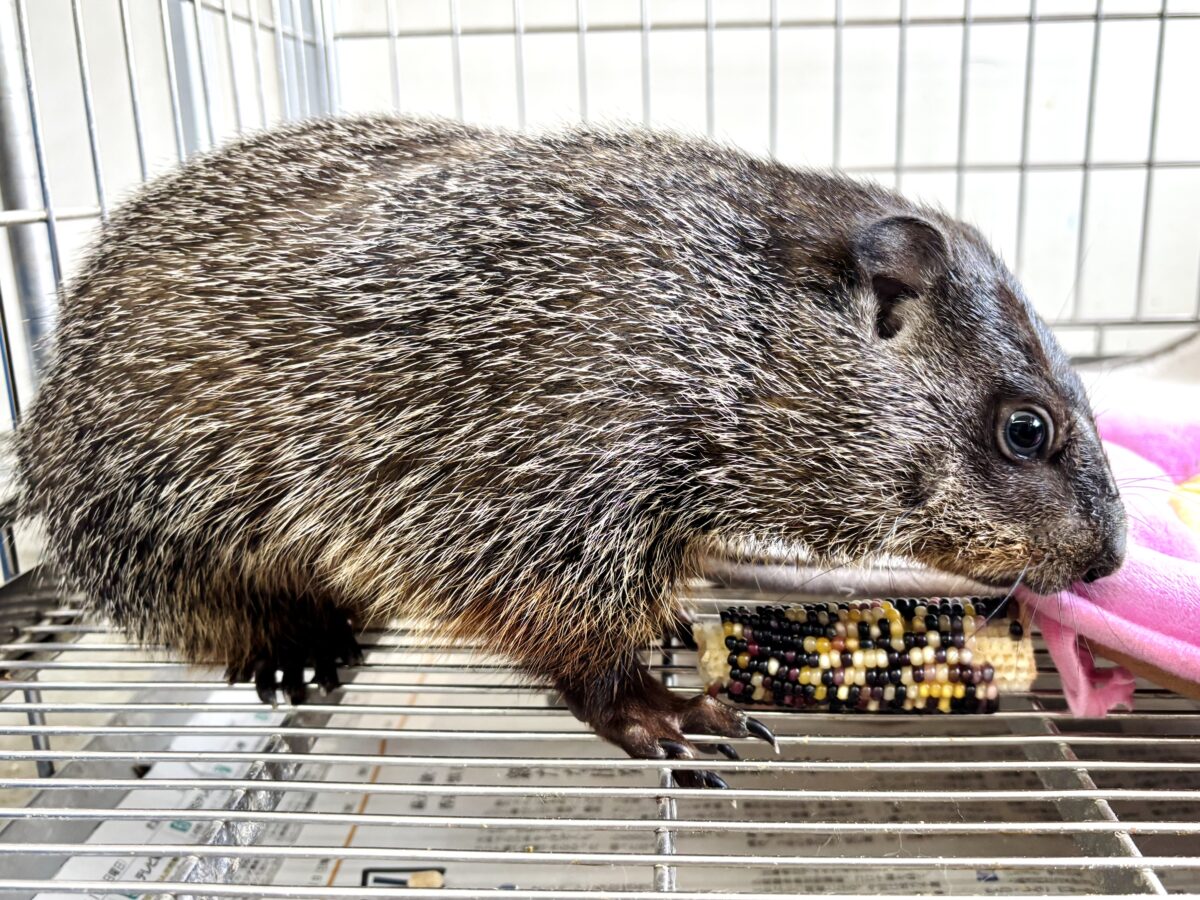 ウッドチャック