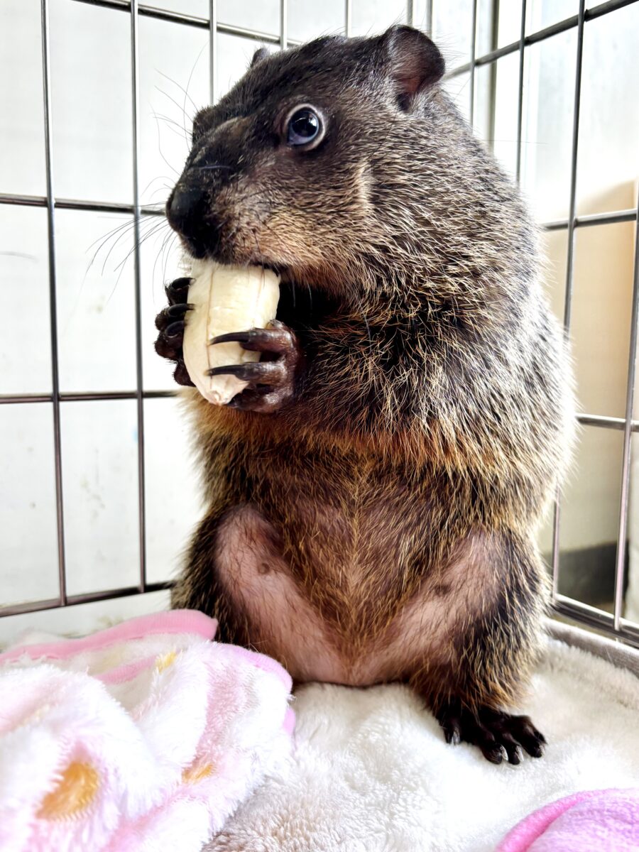 ウッドチャック