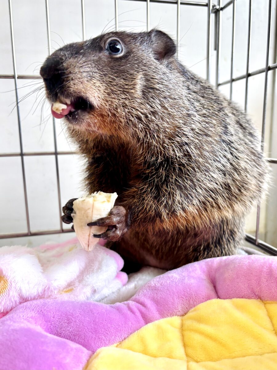 ウッドチャック