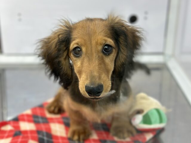 10/17最新🎥なでなでもご飯も大好き♡ミニチュアダックスフンド（レッド）2025年6月7日生まれ　男の子