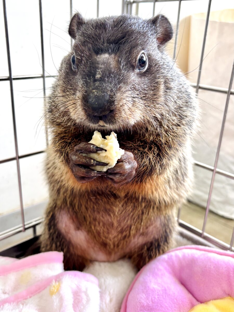 ウッドチャック