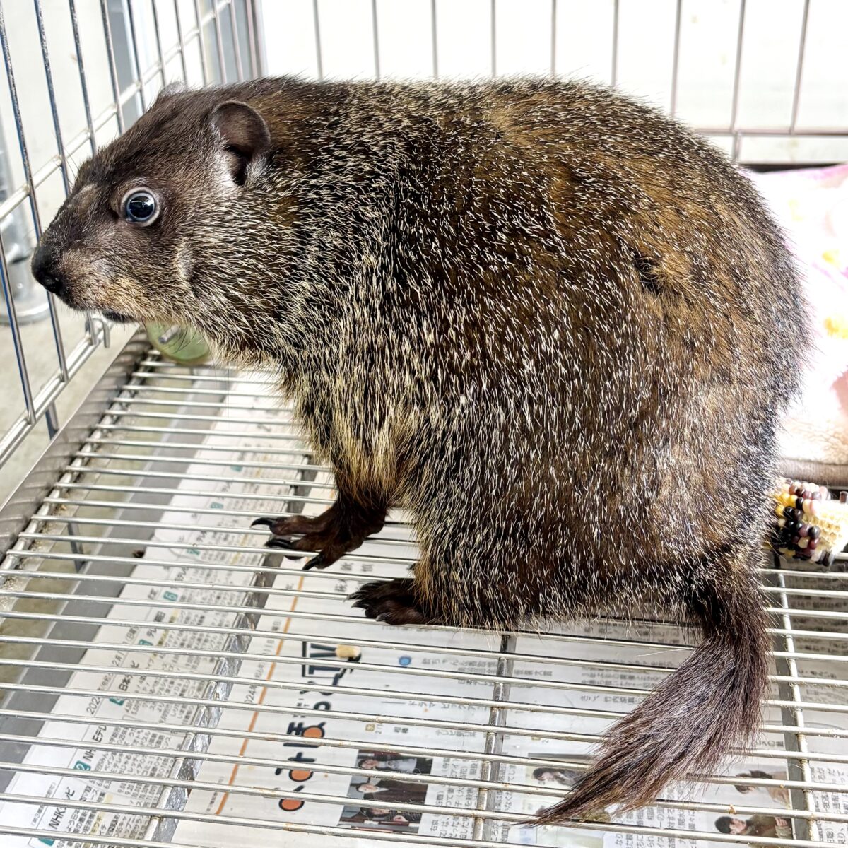 ウッドチャック
