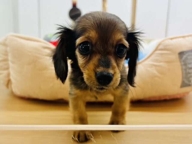 カニンヘンダックス