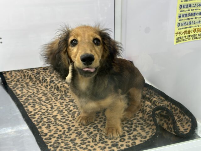 ミニチュアダックス