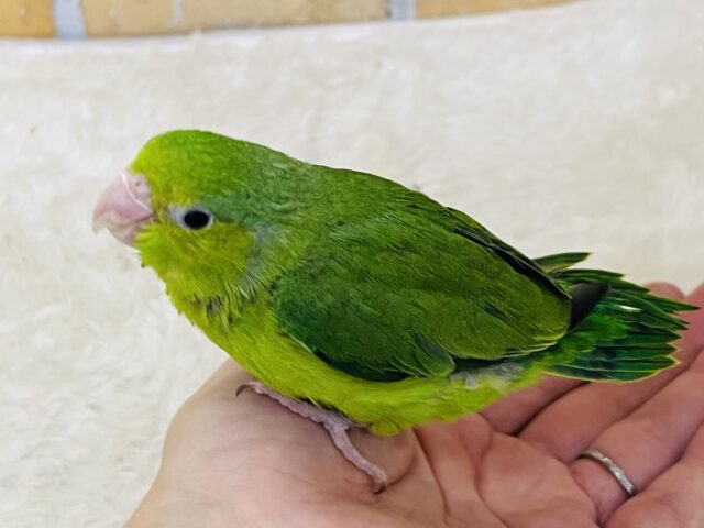 極小インコ💚いつまでも甘えん坊ちゃん♫マメルリハ(グリーン)の女の子! マメルリハ