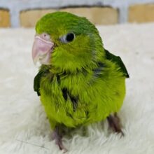 極小インコ💚いつまでも甘えん坊ちゃん♫マメルリハ（グリーン）の女の子！