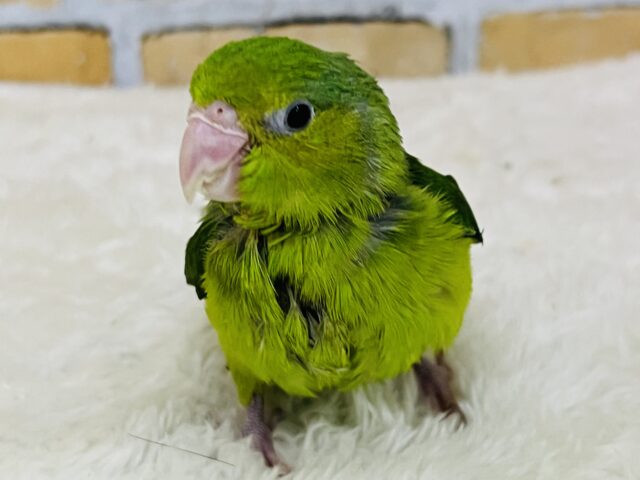 極小インコ💚いつまでも甘えん坊ちゃん♫マメルリハ（グリーン）の女の子！