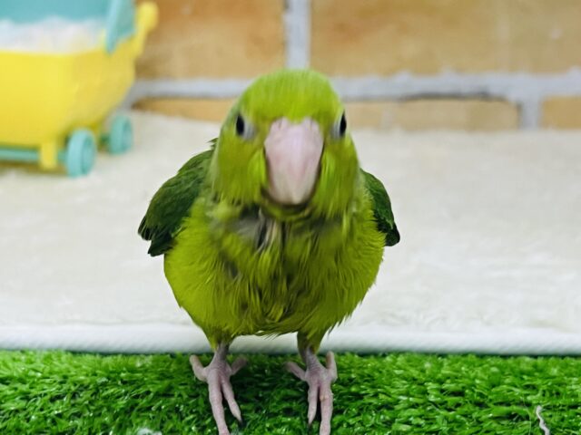 極小インコ💚いつまでも甘えん坊ちゃん♫マメルリハ(グリーン)の女の子! マメルリハ
