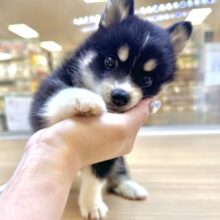 かまってちゃん🐶★ポメハスキー女の子