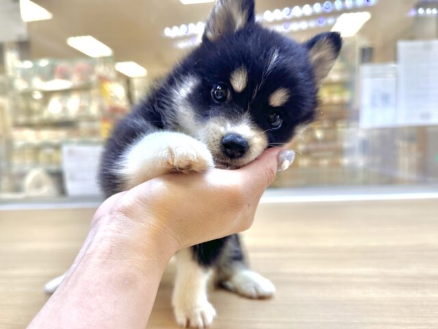 かまってちゃん🐶★ポメハスキー女の子
