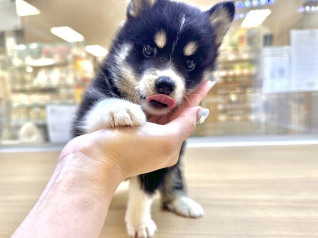 ポメハスキー