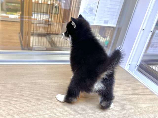 ポメハスキー