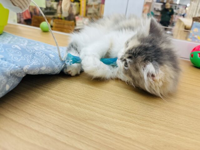 ミヌエット