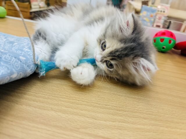 ミヌエット