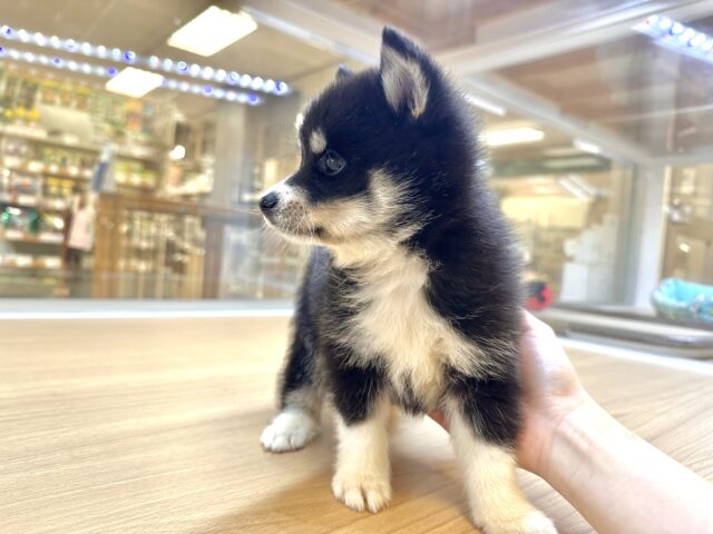 ポメハスキー